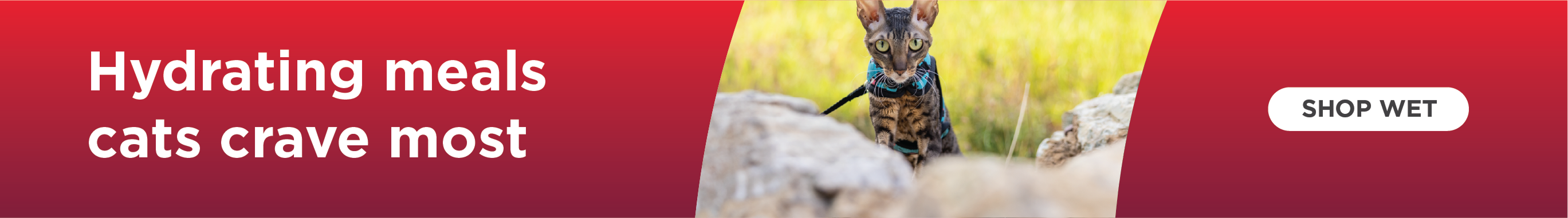 Banner reading, Hydrating meals cats crave. Shop now.