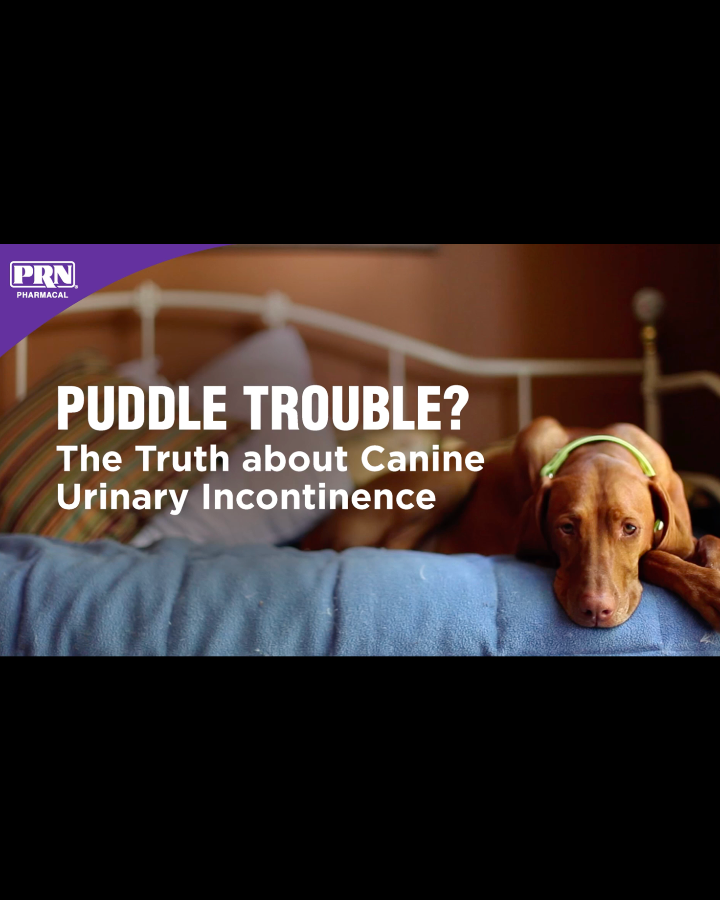 A short video for Proin with the title, puddle trouble? The truth about canine urinary incontinence.