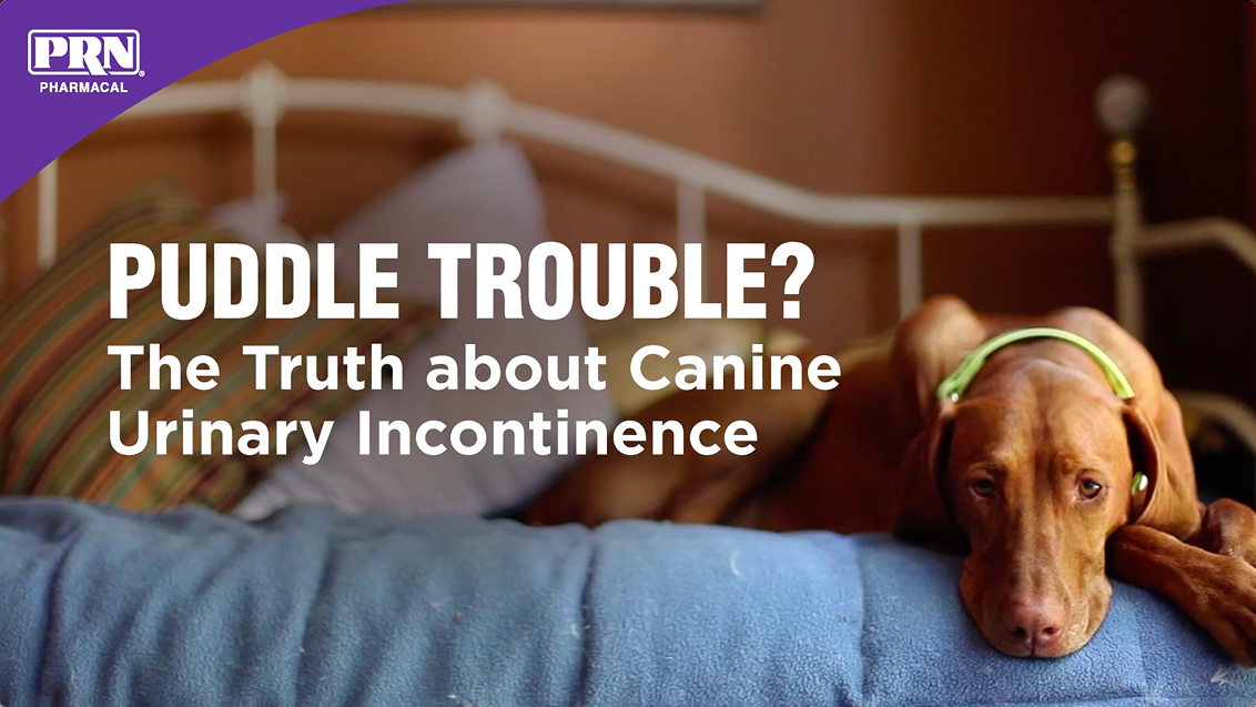 A short video for Proin with the title, puddle trouble? The truth about canine urinary incontinence.
