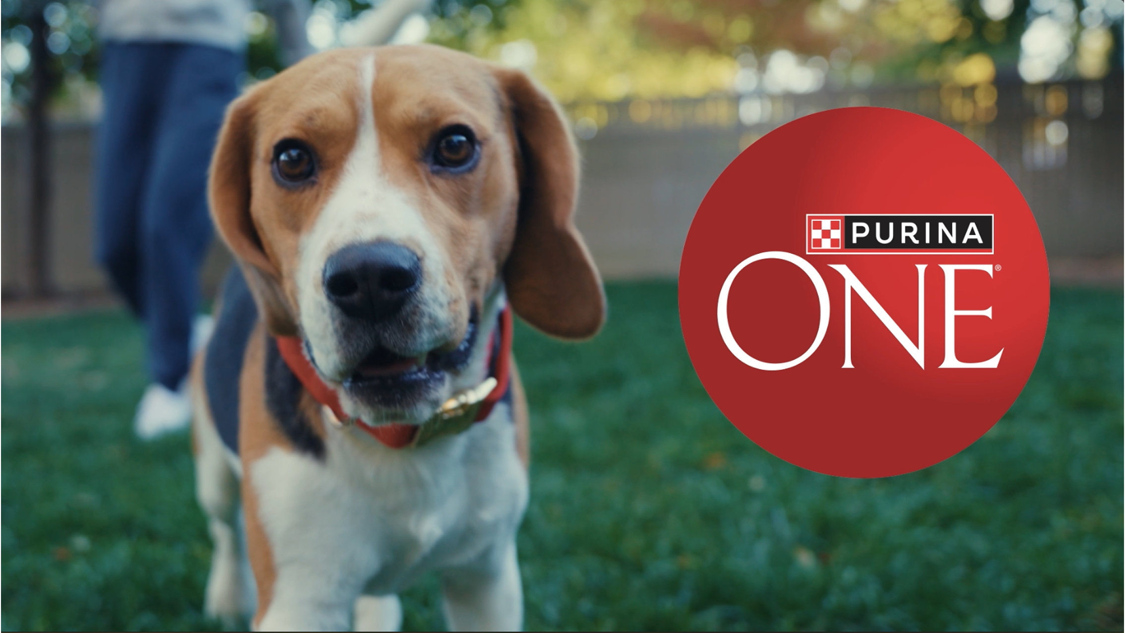 Video featuring a dog with Purina ONE branding.