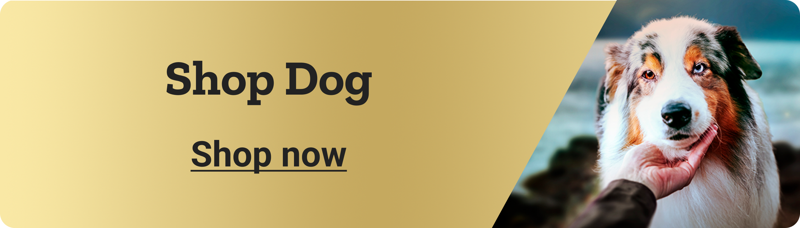 Shop Dog