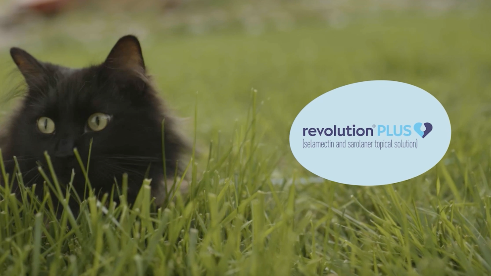 A short video featuring an image of a cat outdoors with Revolution Plus branding. 