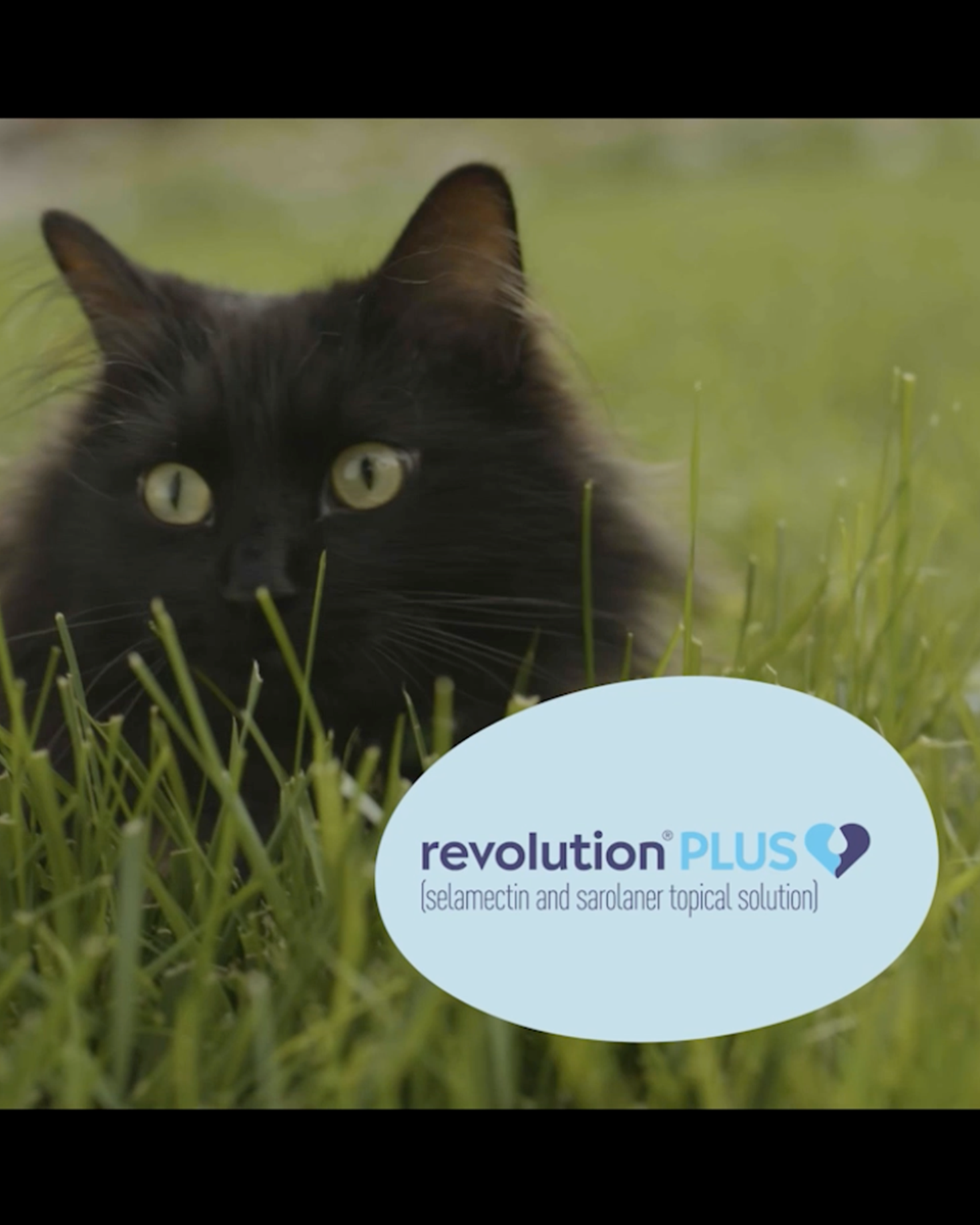 A short video featuring an image of a cat outdoors with Revolution Plus branding. 
