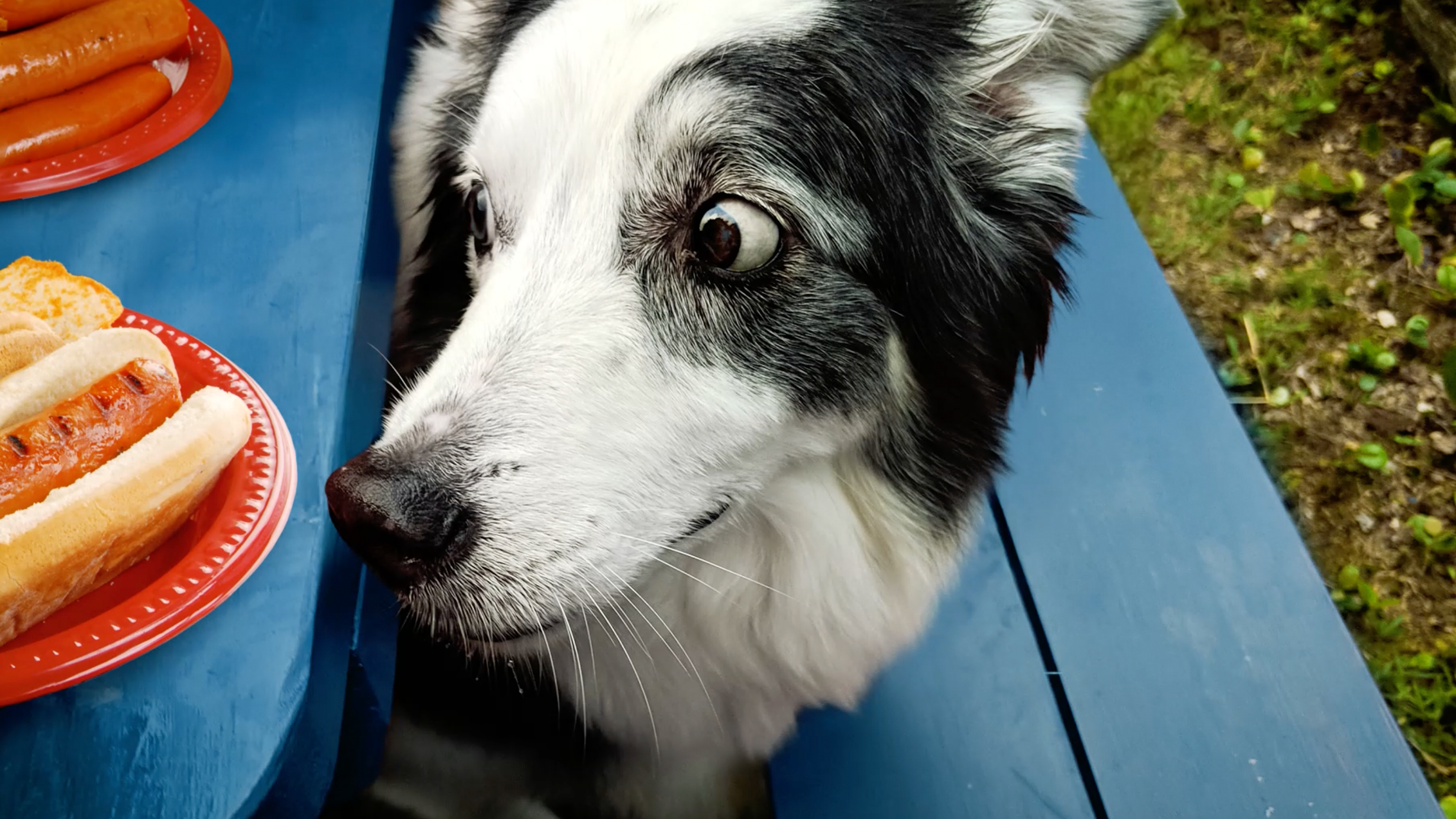 An image of a dog eyeing hot dogs on a picnic table, with a play button at center