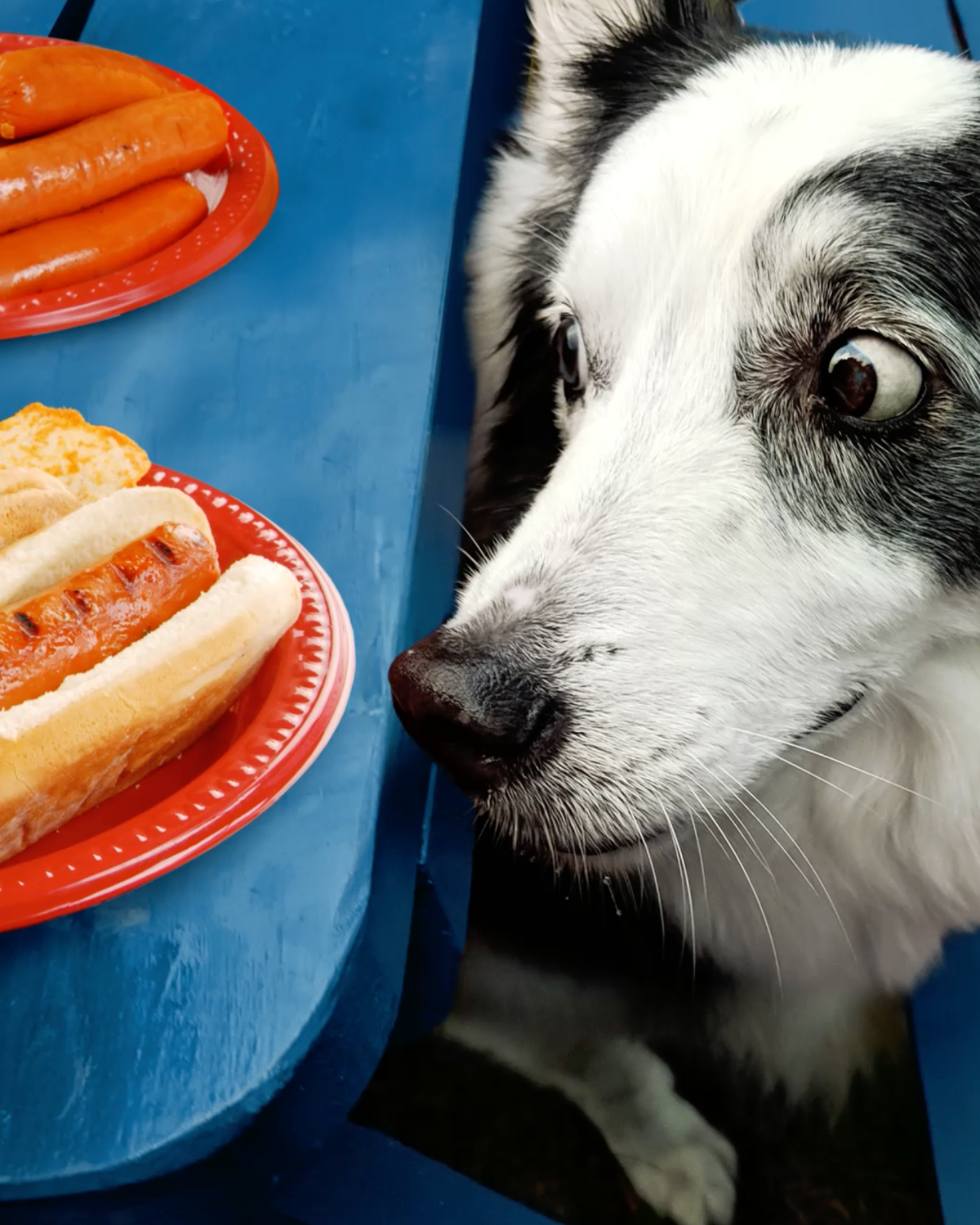 An image of a dog eyeing hot dogs on a picnic table, with a play button at center