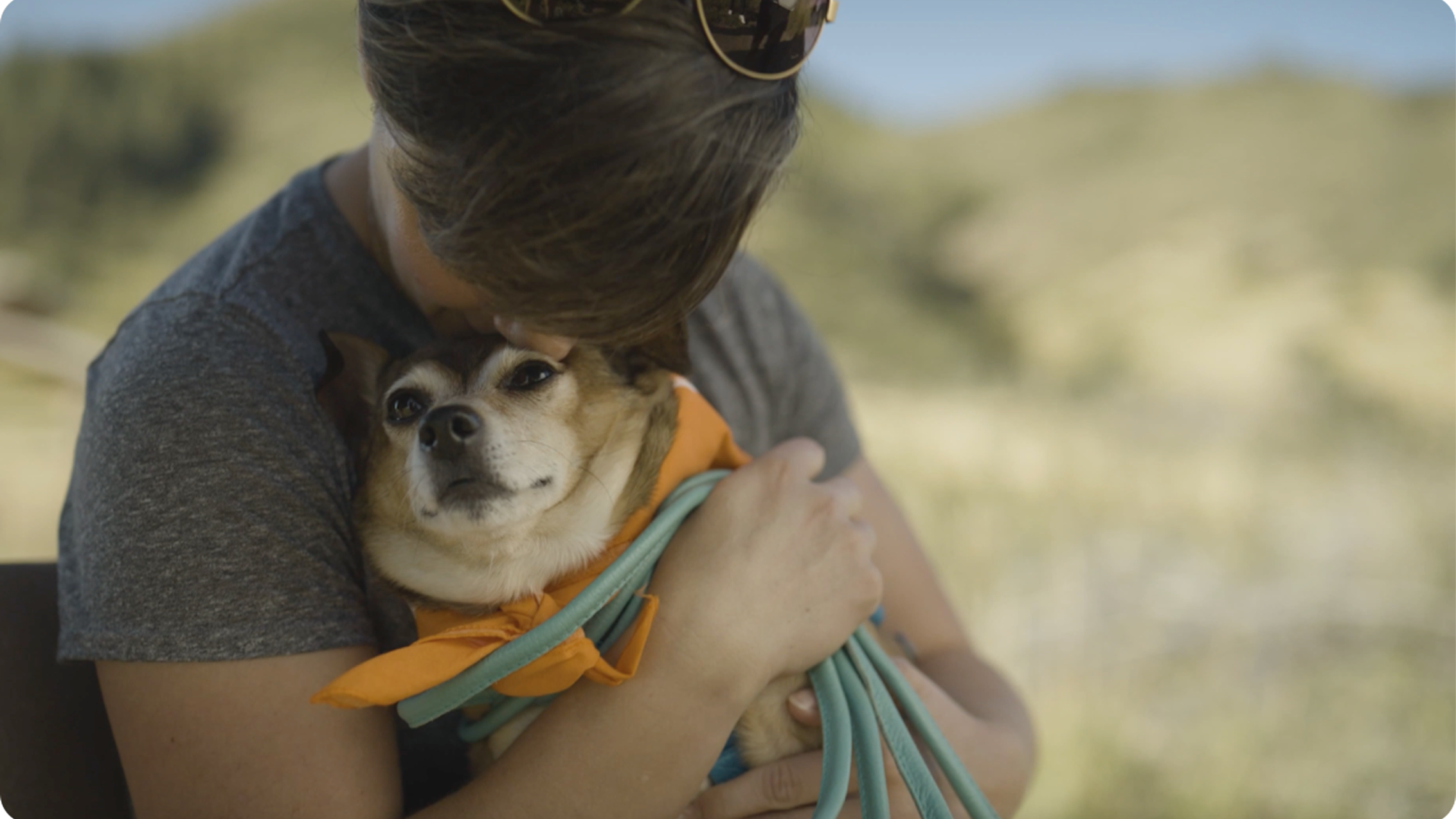 Brief Simparica Trio video and a play button on the far left. 