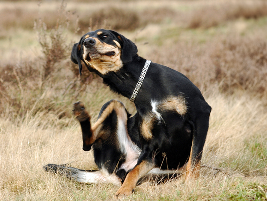 Allergic Itch Relief