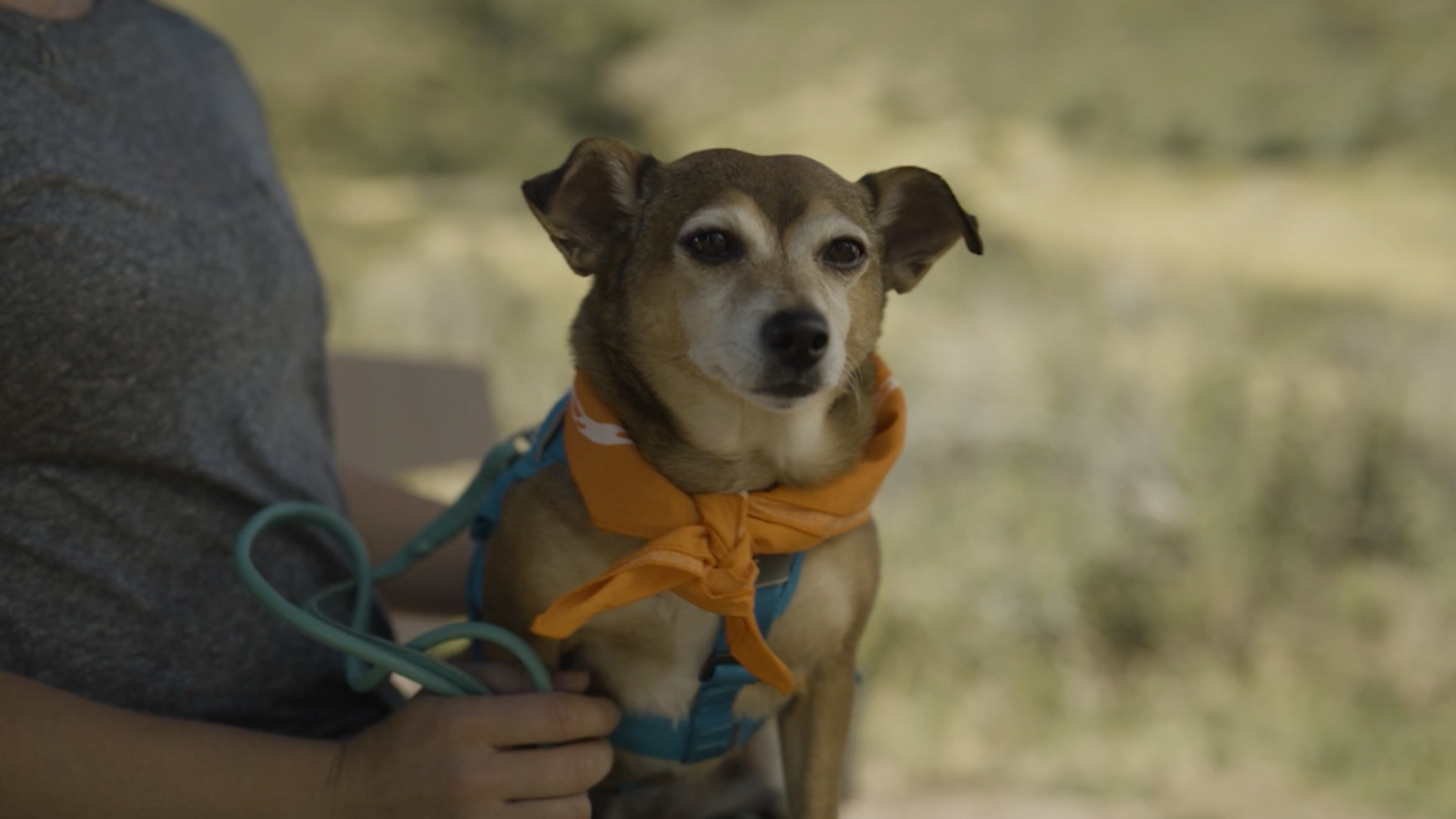 A short Zoetis promotional video with a play arrow