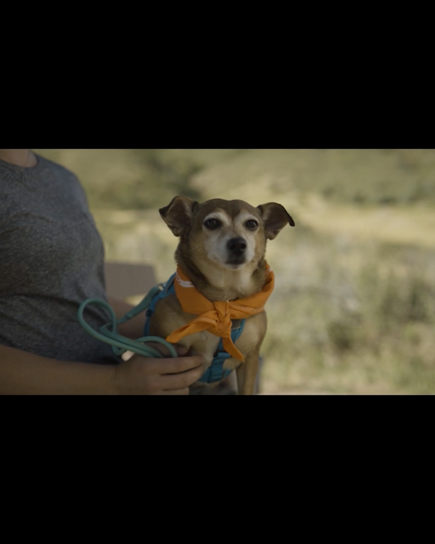 A short Zoetis promotional video with a play arrow