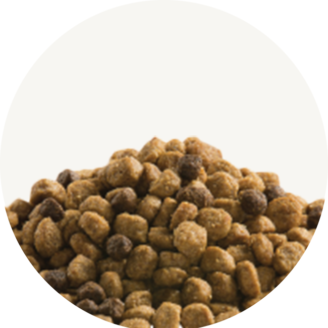 Dry dog kibble