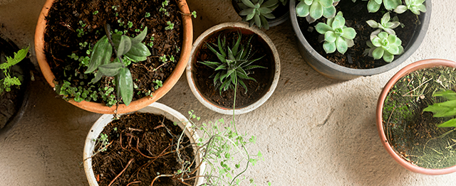 Don't forget the plants!