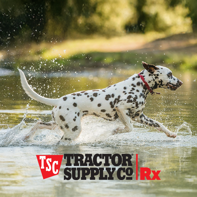 Get your dog meds here