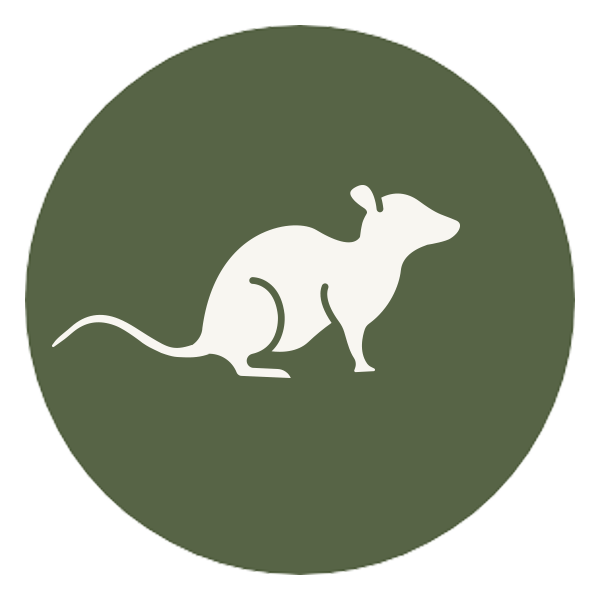 Category tile for rats. Shop now.