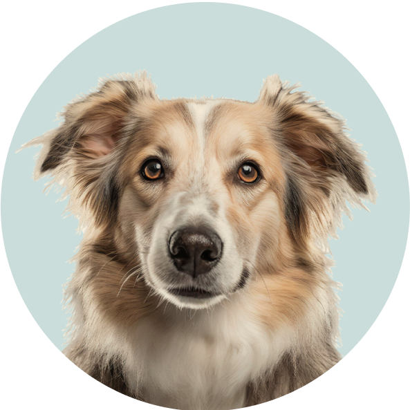 Shop compounded medications for dogs.