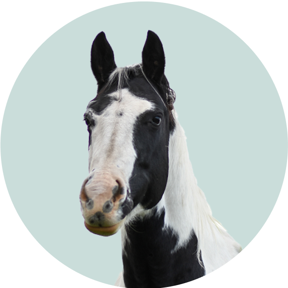 Shop compounded medications for horses.