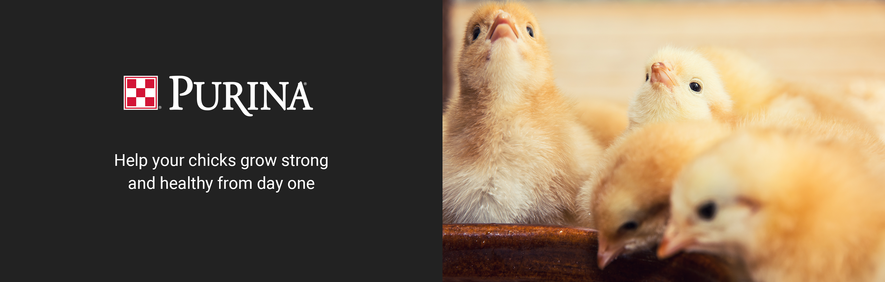 Help your chicks grow strong from day one with Purina