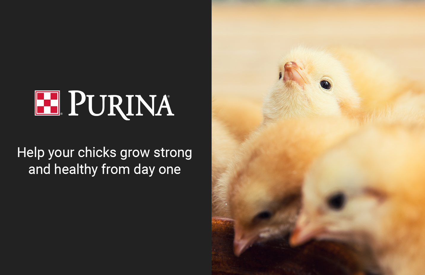 Help your chicks grow strong from day one with Purina