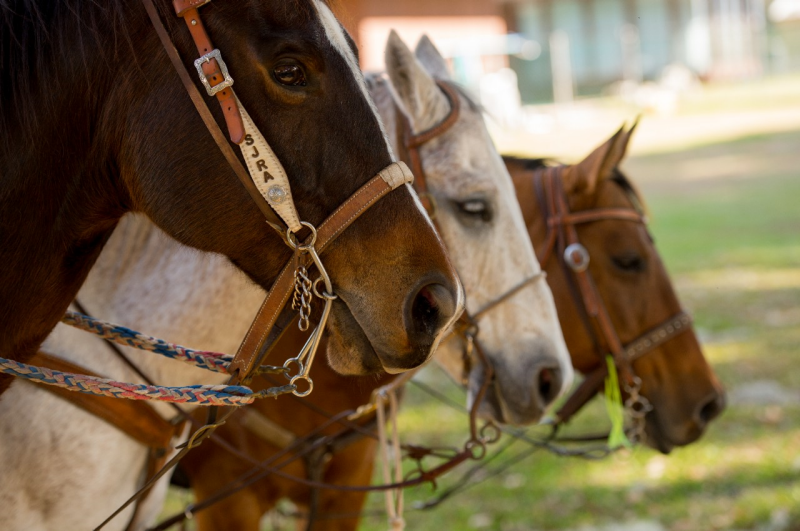 Gifts For Horse Lovers