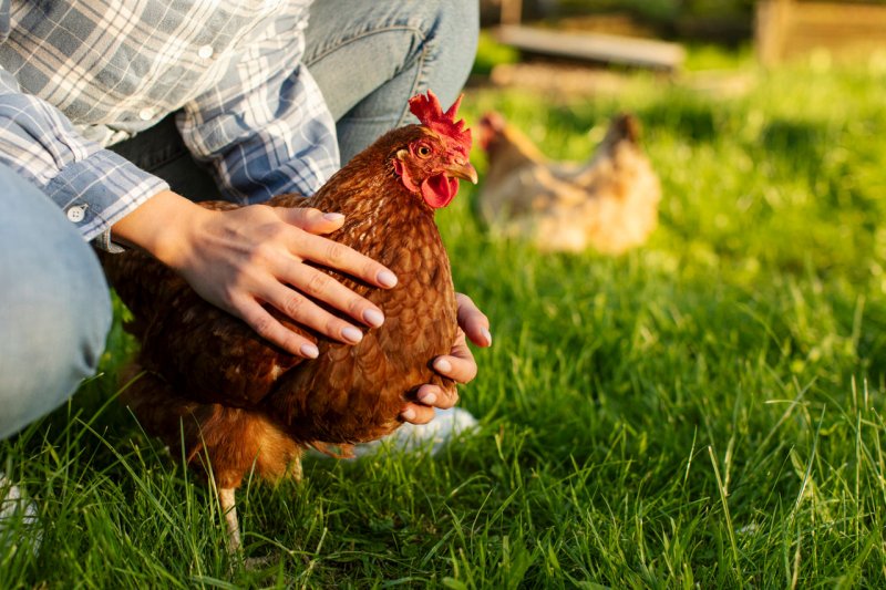 Gifts For Chicken Lovers