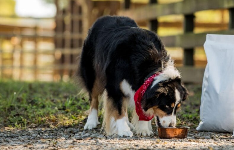 Premium Dog Food
