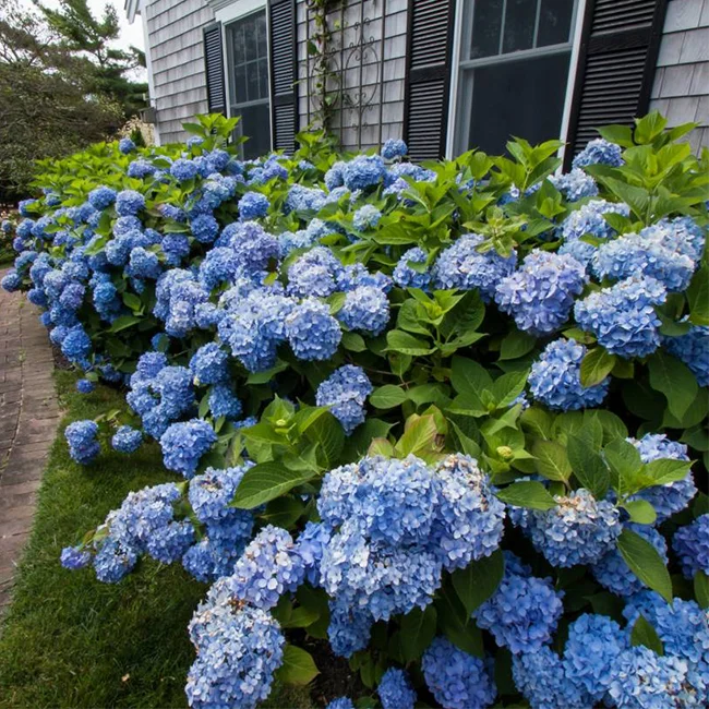 Category tile for bushes and shrubs featuring flowering shrubs. Shop now.