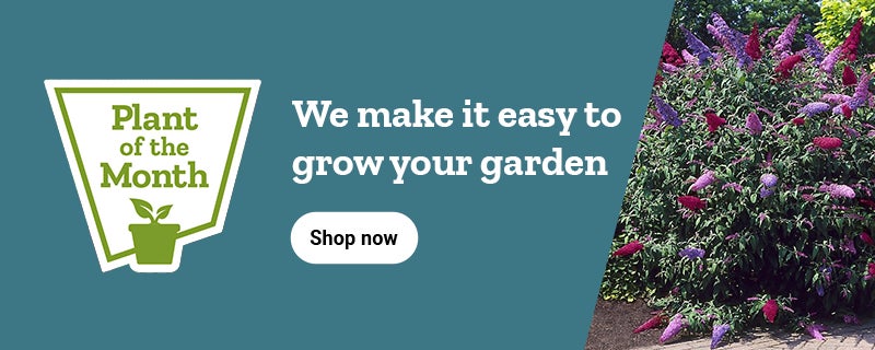 Plant of the Month banner with text, We make it easy to grow your garden featuring flowering plants and a shop now button.
