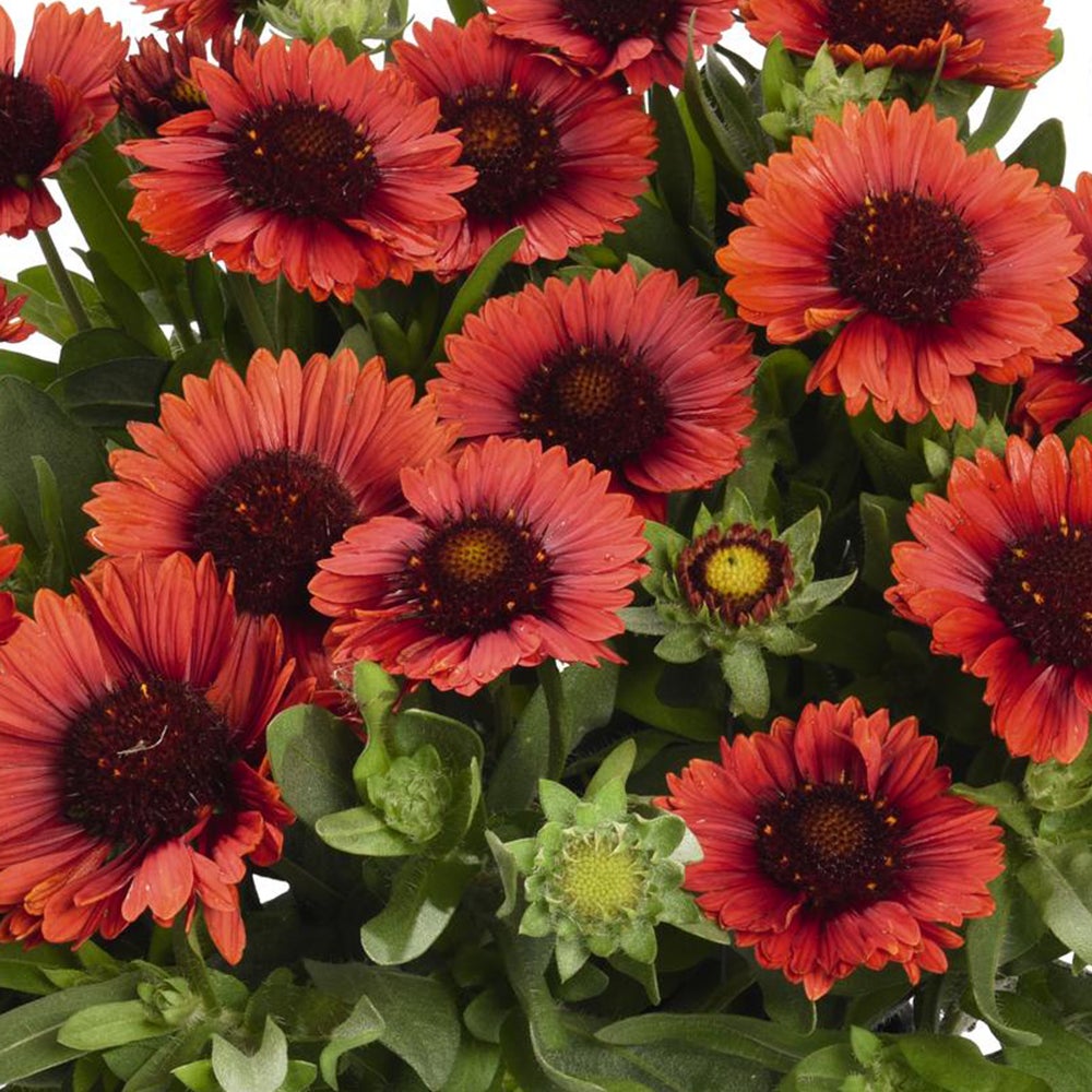 Category tile for perennials. Shop now. 