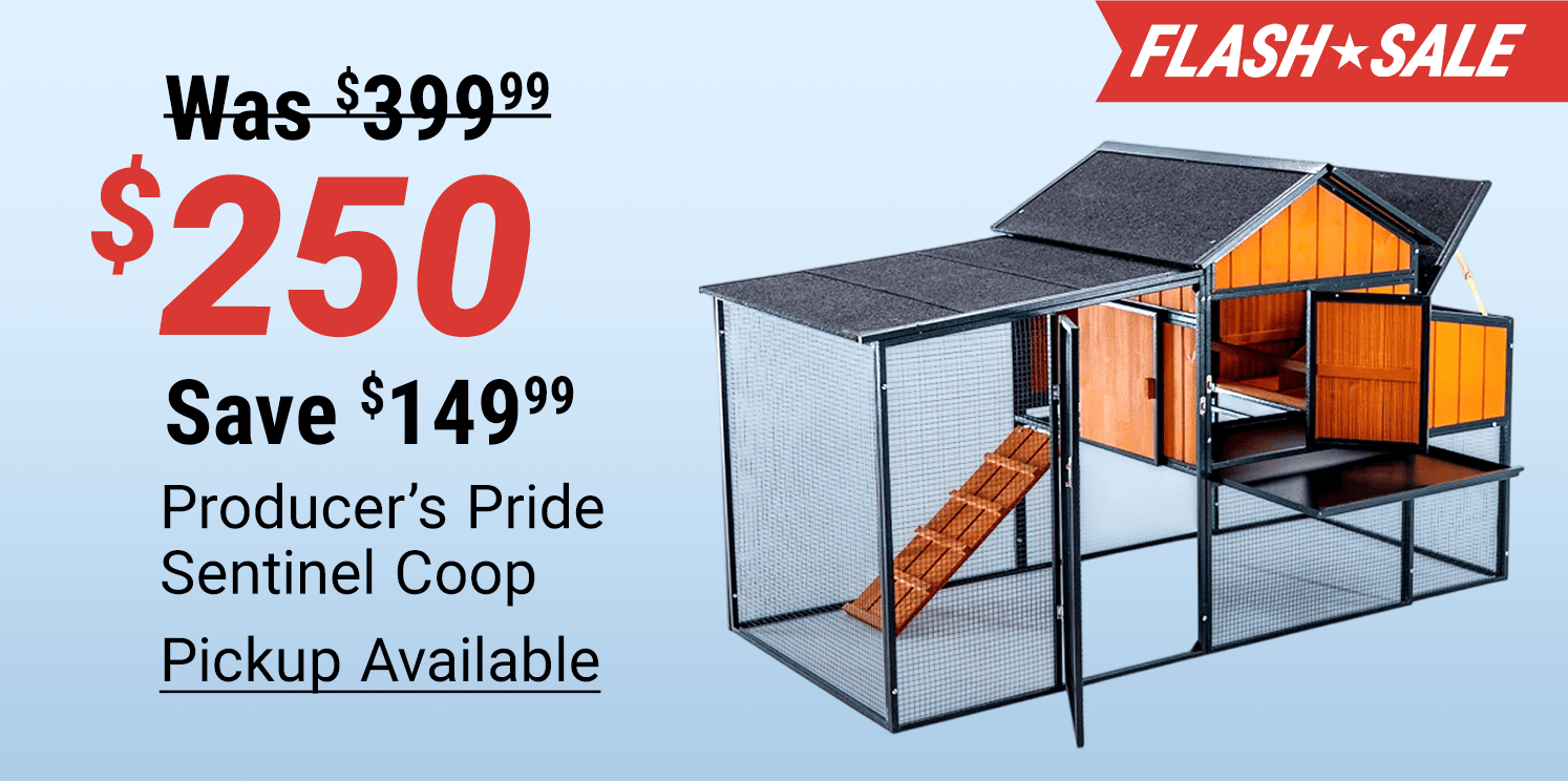Flash Sale: Producer's Pride Sentinel Coop now $250, regularly $399.99. Save $149.99. Pickup available. Image shows a large chicken coop with attached enclosed run, nesting box, and access ramp.