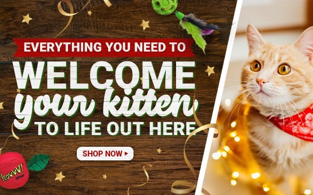 Everything You Need to Welcome Your Kitten to Life Out Here.