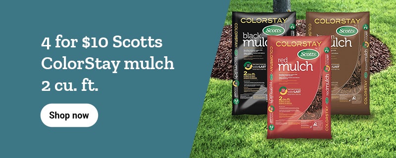 Scotts banner with text, 4 for 10 dollars Colorstay mulch featuring mulch bags and a shop now button.