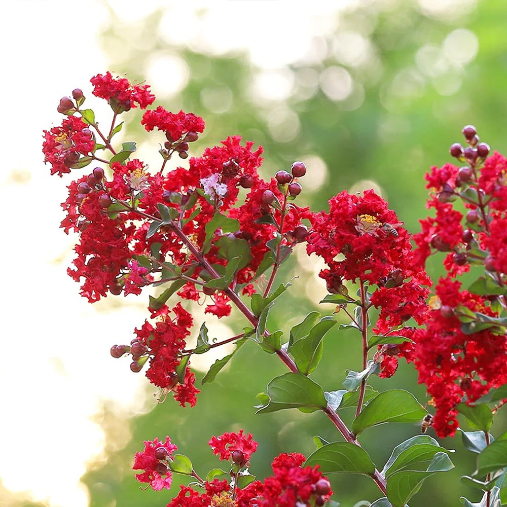 Category tile for bushes and shrubs featuring flowering shrubs. Shop now.