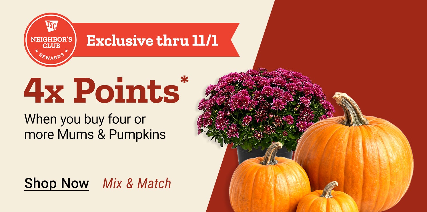 Neighbor's Club Rewards members earn 4x points when purchasing four or more mums and pumpkins, mix and match. Exclusive through November 1.