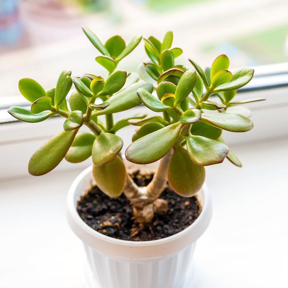 Category tile for succulents and house plants featuring a potted house plant.  Shop now.