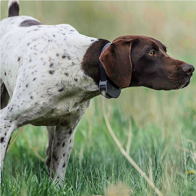 Category tile labeled outdoor dogs. Shop now.