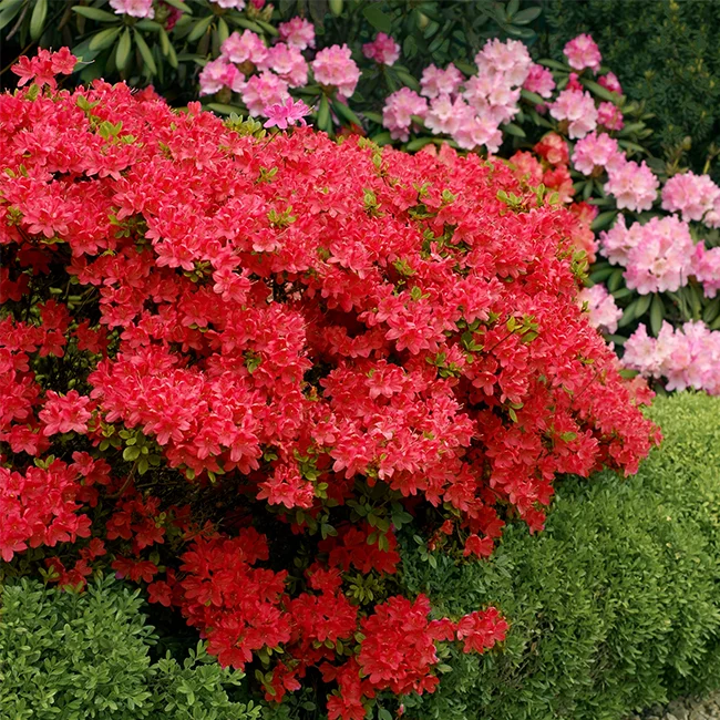 Category tile for azalea bushes featuring red flowering azaleas. Shop now.