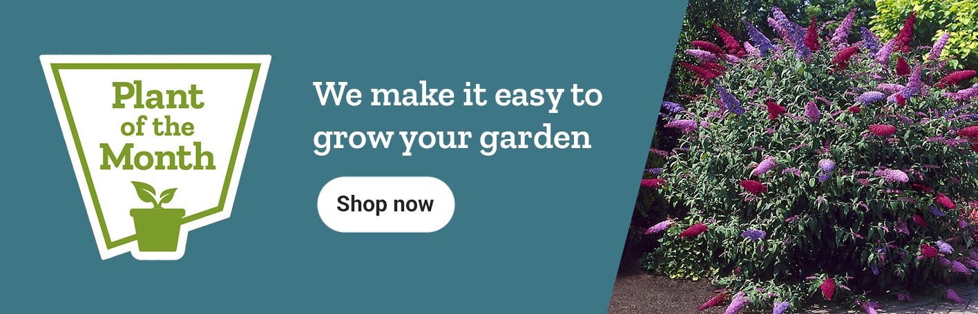 Plant of the Month banner with text, We make it easy to grow your garden featuring flowering plants and a shop now button.