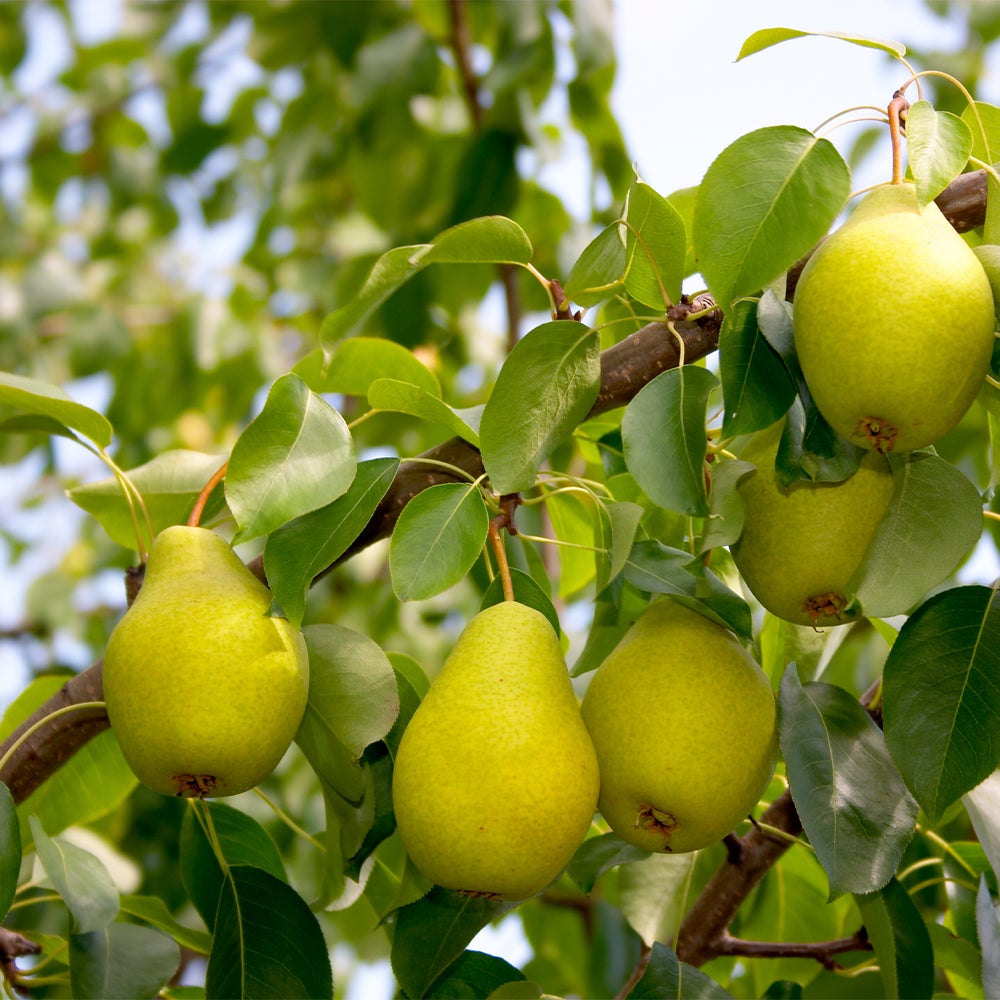 Category tile for fruit trees. Shop now. 