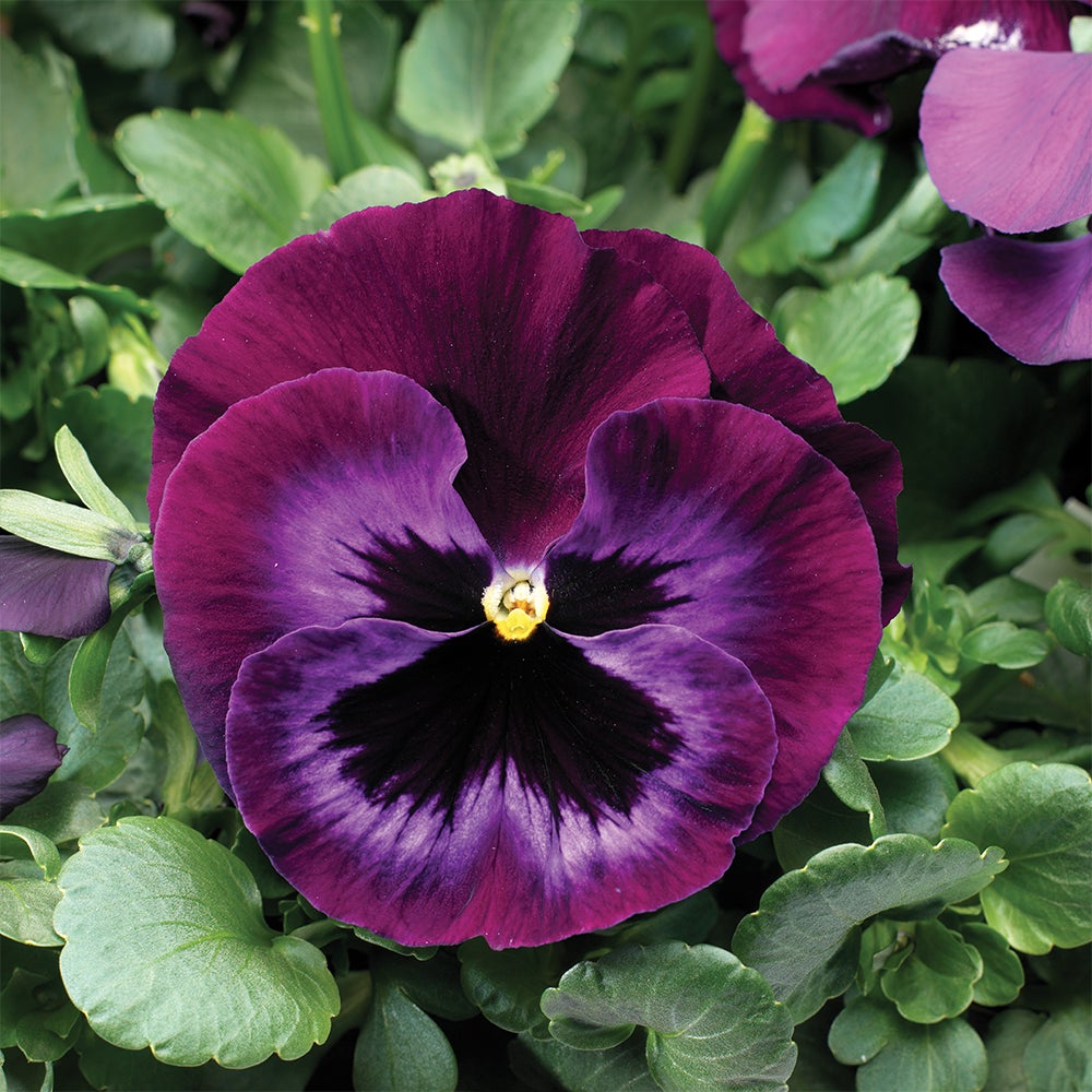 Category tile for annuals. Shop now. 