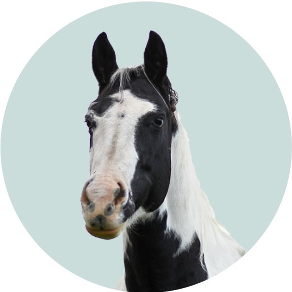 PCP+Compounded+Medications-_-SubCatTile-_-Horse+Compounded+Medications