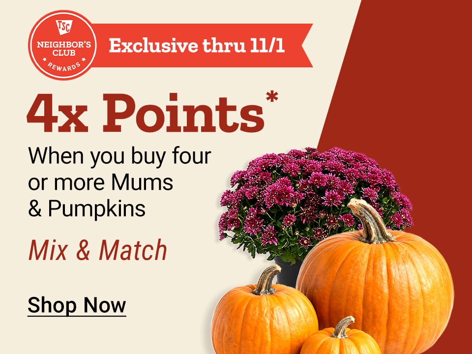 Neighbor's Club Rewards members earn 4x points when purchasing four or more mums and pumpkins, mix and match. Exclusive through November 1.