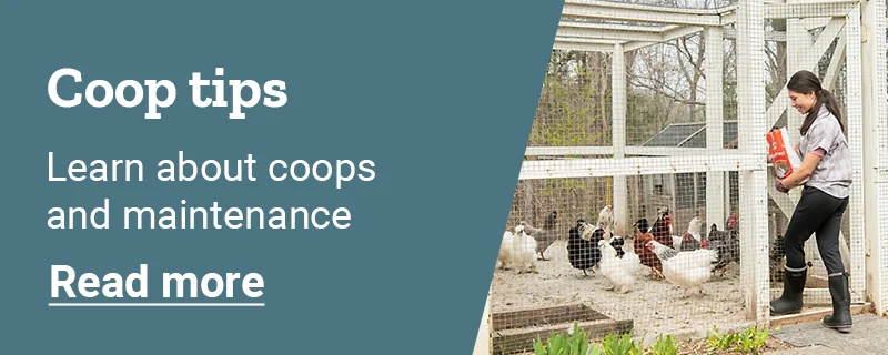 A woman feeding chickens in a large coop. Text, coop tips. Learn about coops and maintenance. Read more.