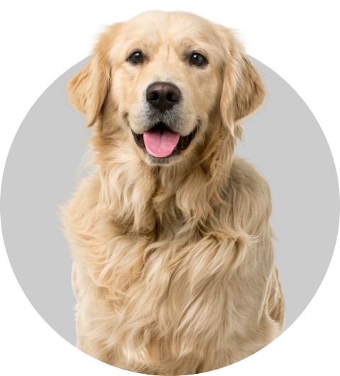A golden retriever sitting in a circle with his tongue out
