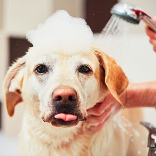 dog getting his bath