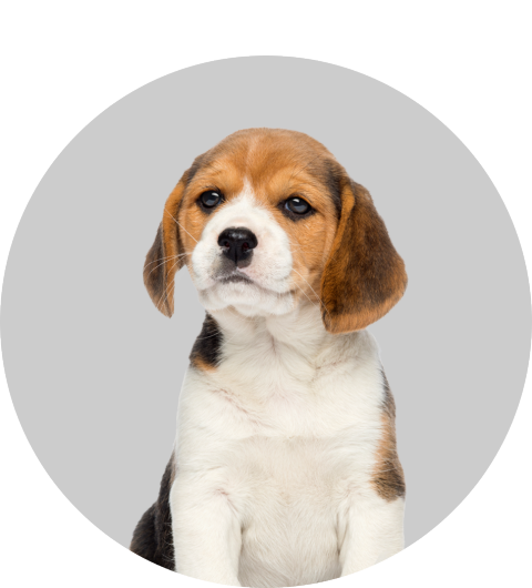 A beagle puppy sitting in a circle on a grey background