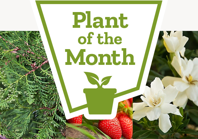 Shop Plant of the Month at Tractor Supply