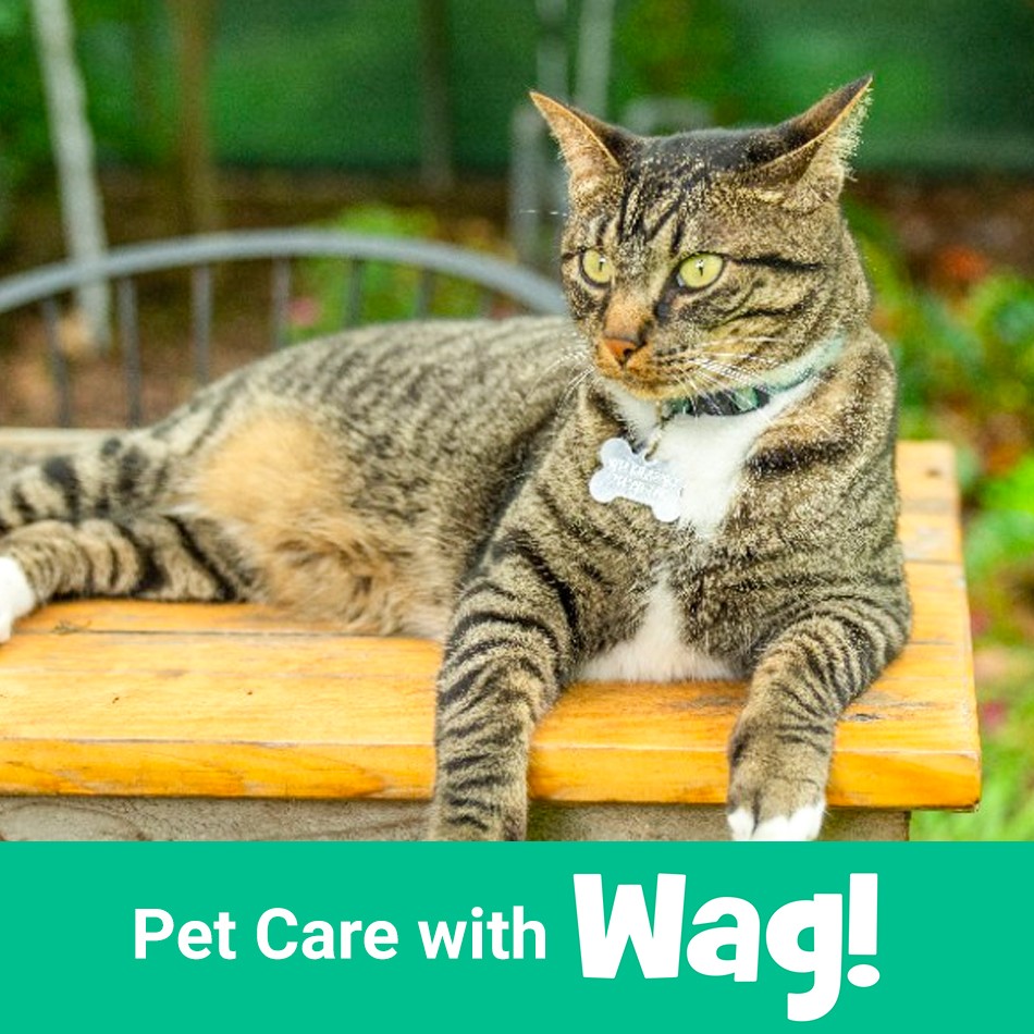 Pet Care with Wag!
