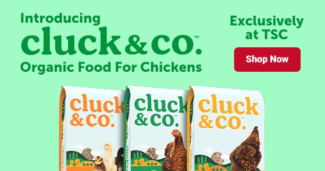 Introducing cluck & co. Organic Food for Chickens. Exclusively at TSC. Shop Now.