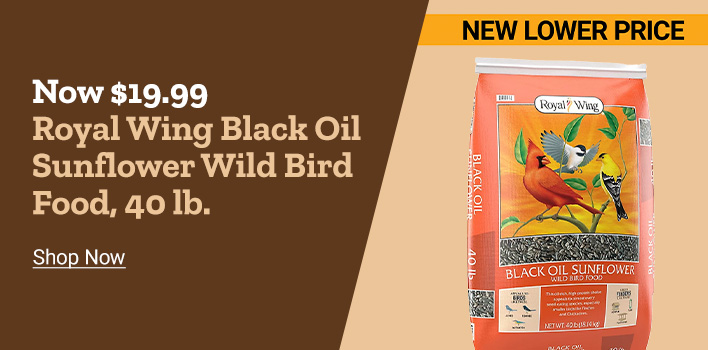 Now $19.99 Royal Wing Black Oil Sunflower Wild Bird Food, 40 lb. Shop Now. New Lower Price