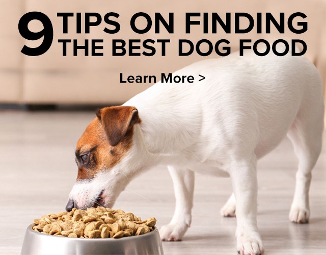 Nine Tips on FInding the Best Dog Food. Learn More.