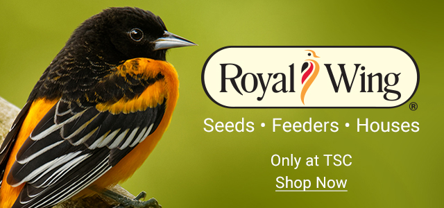 Royal Wing. Seeds, Feeders, Houses. Only at TSC. Shop Now.